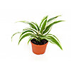 Dracaena Fragrans - small picture 1