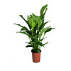 Spathiphyllum Sweet Lauretta - small picture 1