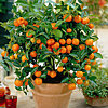Indoor plant "Mandarin tree" - small picture 1