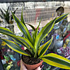 Dracaena - small picture 1