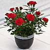Rose red decorative in a pot - small picture 1