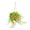  Hedera (Ivy) hanging - small picture 1