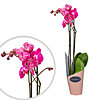 Flower in the pot "Pink Phalaenopsis" - small picture 1