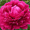 Bouquet of peonies "Unforgettable impression" - small picture 3