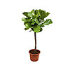 Ficus Lyrata on a stem large-sized - small picture 1