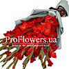 Bouquet of 11 gladioli - small picture 1