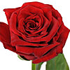 Троянда червона поштучно - маленьке зображення 1