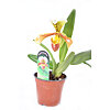 Orchid Paphiopedilum - small picture 1
