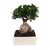Ficus-bonsai Ginseng - small picture 1