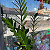 Zamioculcas - small picture 1