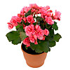  Potted begonia - small picture 1