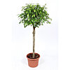Ficus Benjamina Gold King braid large size - small picture 1