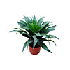 Dracaena Compact - small picture 1