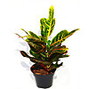 Croton Excelent - small picture 1