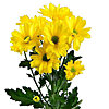  Chrysanthemum yellow by the piece - small picture 1