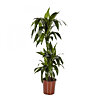 Dracaena Janet Craig 3 stems - small picture 1