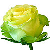 Зелена імпортна троянда поштучно - маленьке зображення 1