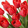 Червоний тюльпан поштучно - маленьке зображення 1