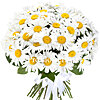 25 huge daisies - small picture 1