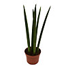 Sansevieria Straight  - small picture 1