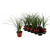 Beaucarney 3-5 stems - small picture 1