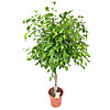 Ficus Benjamina Exotica scythe  - small picture 1