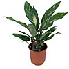 Philodendron Imperial Green   - small picture 1