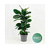 Ficus Cyathistipula - small picture 1