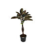 Ficus Elastica Burgundy on a braided trunk - small picture 1