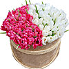 101 рожевий і білий тюльпан - маленьке зображення 1