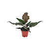 Philodendron Caramel - small picture 1