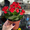 Kalanchoe - small picture 1