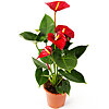 Anthurium in a pot - small picture 1