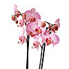 Pink Phalaenopsis in a pot - small picture 2