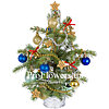 Live Christmas tree 40cm - small picture 1