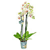 Phalaenopsis orchid 4 branches - small picture 1