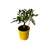Цитрусовое растение Лимон - меленькое изображение 1