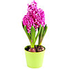 Hyacinth crimson in a pot - small picture 1