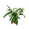 Spathiphyllum in a pot - small picture 1