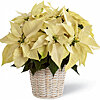 House plant "Poinsetia white in a pot" - small picture 1