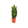 Euphorbia - small picture 1
