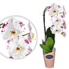 Phalaenopsis white spotted in a pot - small picture 1