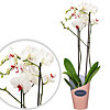Flowers in a pot "White Phalaenopsis" - small picture 1