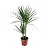  Potted dracaena - small picture 1