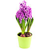 Hyacinth lilac in a pot - small picture 1
