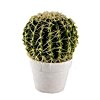 Cactus in a pot - small picture 1