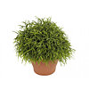 Rhipsalis  - small picture 1