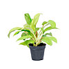 Philodendron Malay Gold - small picture 1
