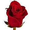 Метровая импортная красная роза поштучно - меленькое изображение 1
