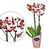 Phalaenopsis spotted in a pot - small picture 1
